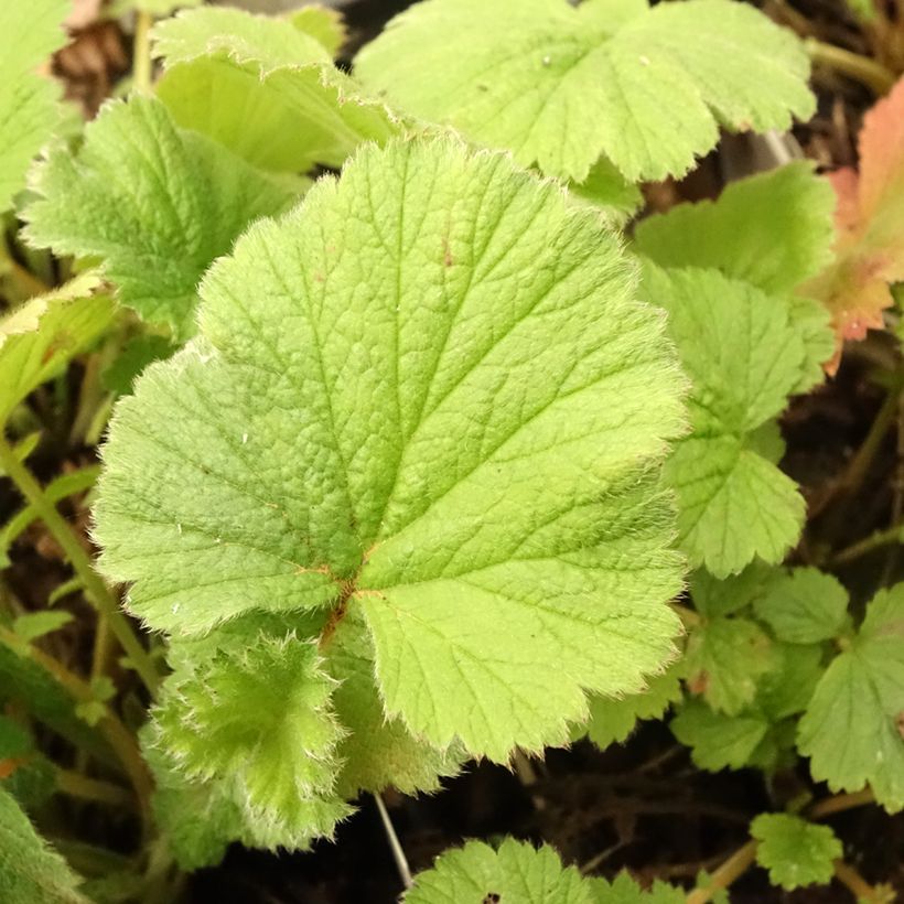 Geum Scarlet Tempest (Foliage)