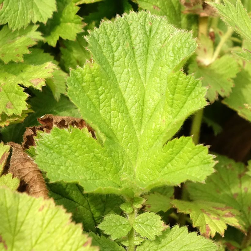 Geum Scarlet Tempest (Foliage)