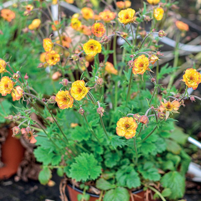 Geum Tutti Frutti (Plant habit)