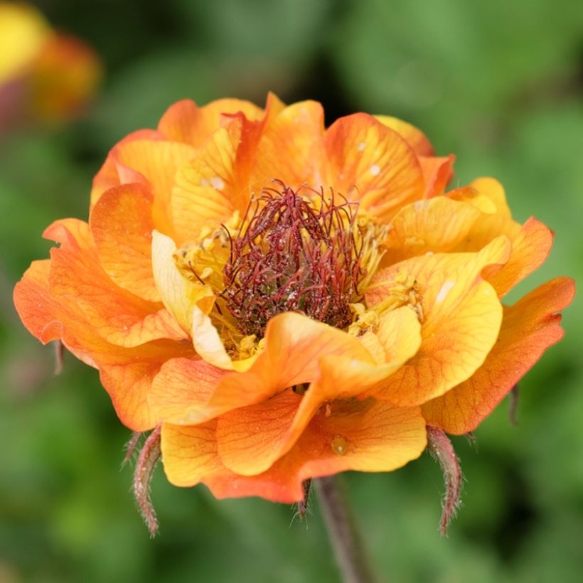 Geum Tutti Frutti (Flowering)