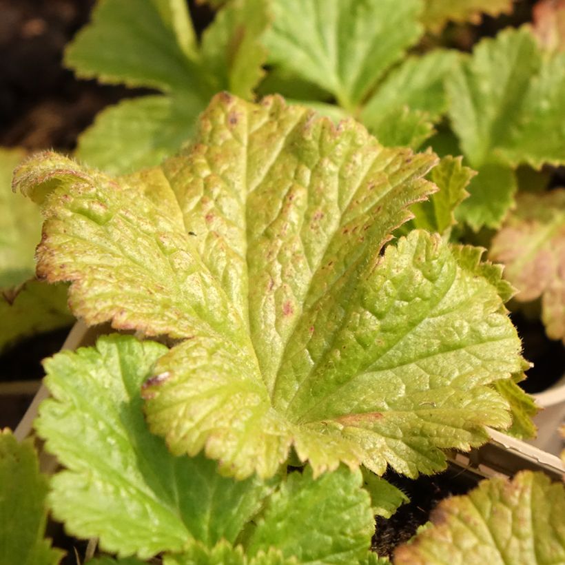 Geum Tutti Frutti (Foliage)