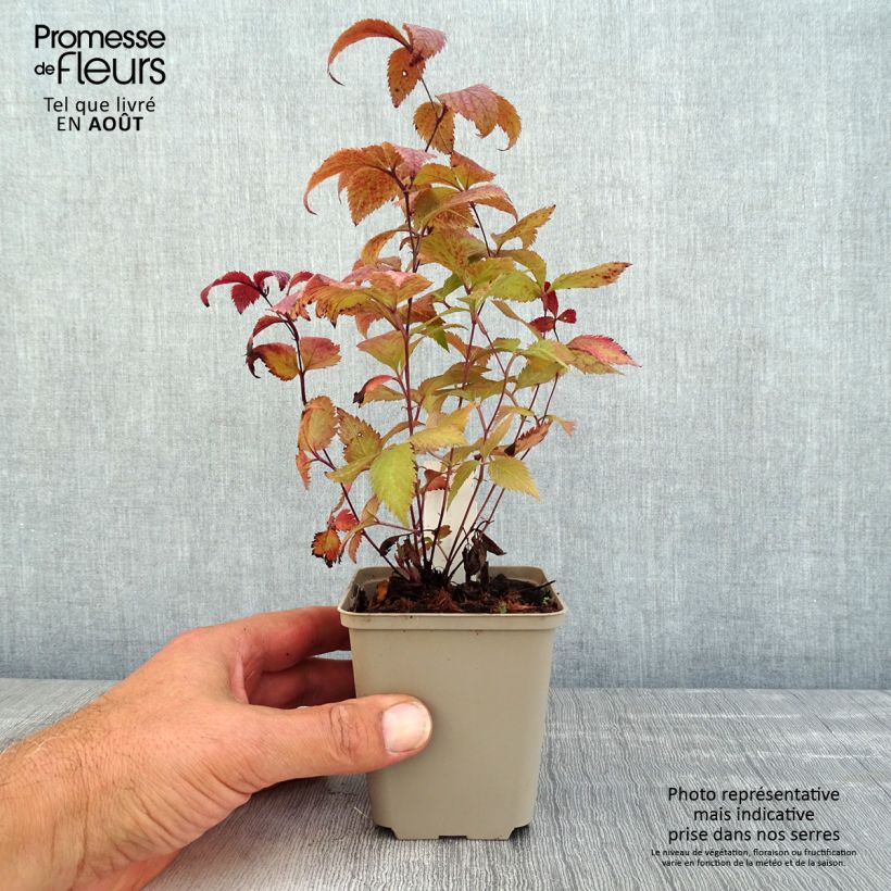 Gillenia trifoliata Pink Profusion Godet de 8/9 cm sample as delivered in summer