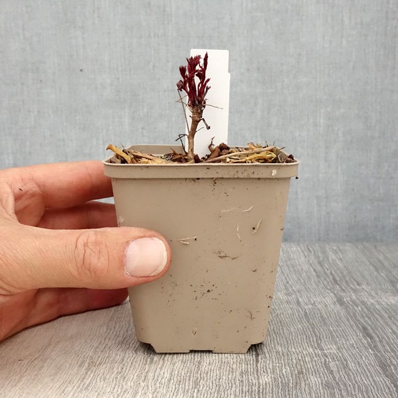 Gillenia trifoliata Pink Profusion Godet de 8/9 cm sample as delivered in spring