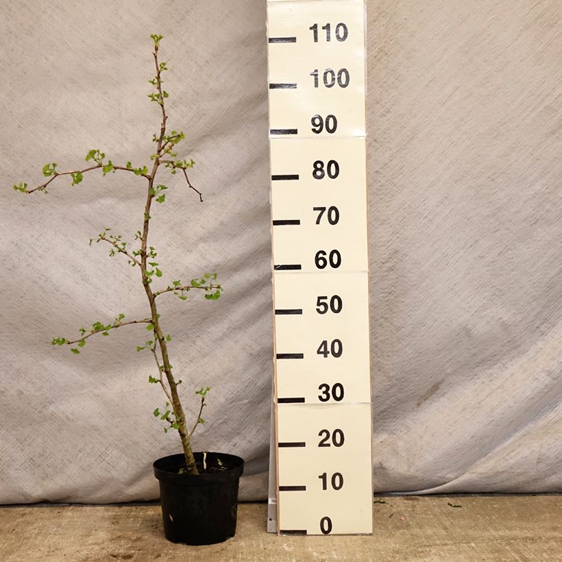 Ginkgo biloba fastigiata Blagon 7.5L/10L potShipped height around 60/+cm sample as delivered in spring