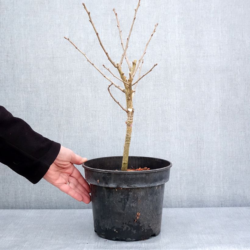 Ginkgo biloba Baldii - Maidenhair tree 4L/5L potShipped height around 60/80cm sample as delivered in winter