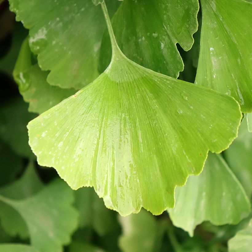 Ginkgo biloba Eiffel (Foliage)