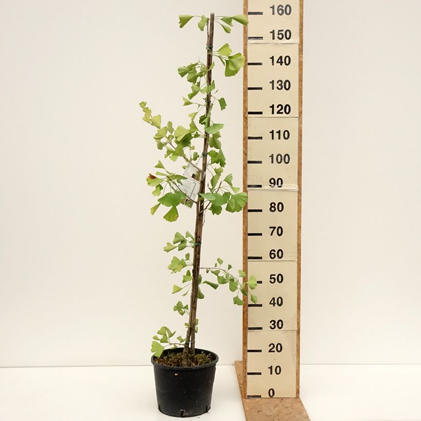 Ginkgo biloba Gold Flame  Desginb2 7.5L/10L pot sample as delivered in summer