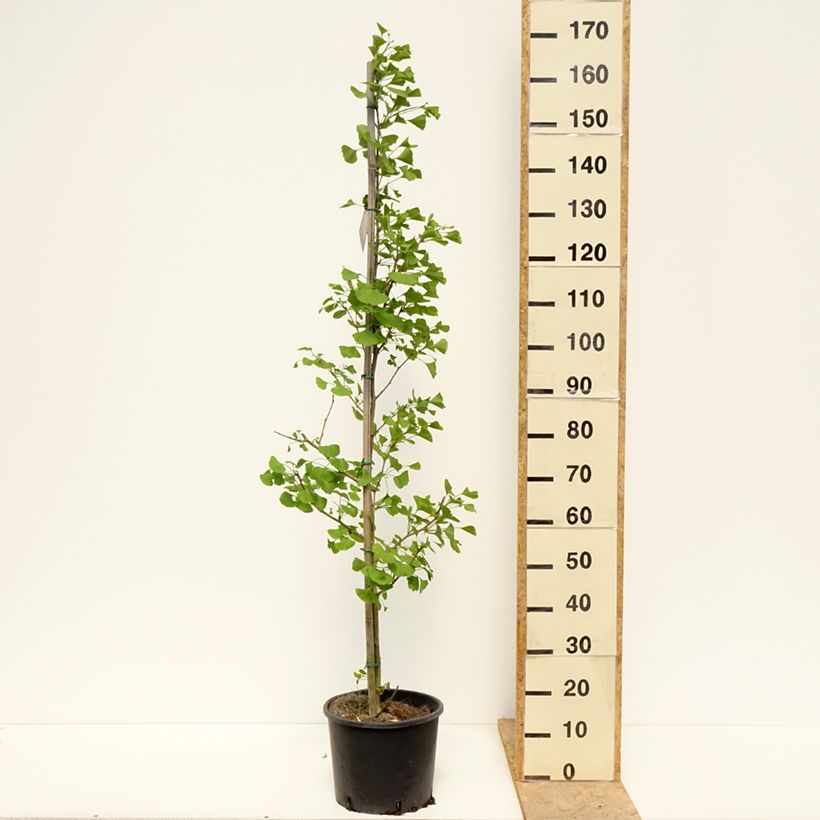 Ginkgo biloba Gold Flame  Desginb2 7.5L/10L potShipped height around 140/150cm sample as delivered in spring
