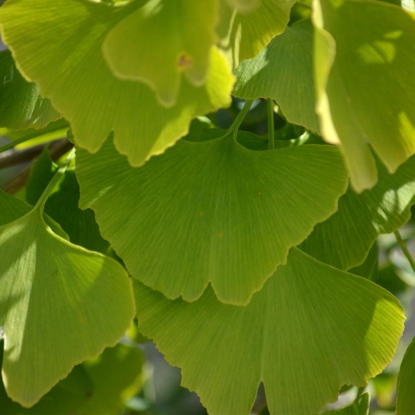 Ginkgo biloba - Maidenhair Tree (Foliage)