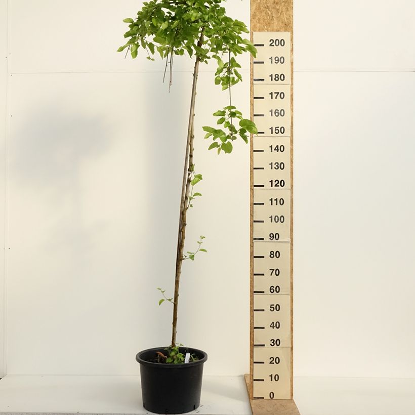 Ginkgo biloba Pendula - Arbre aux quarante écus sur tige en pot de 15L sample as delivered in spring