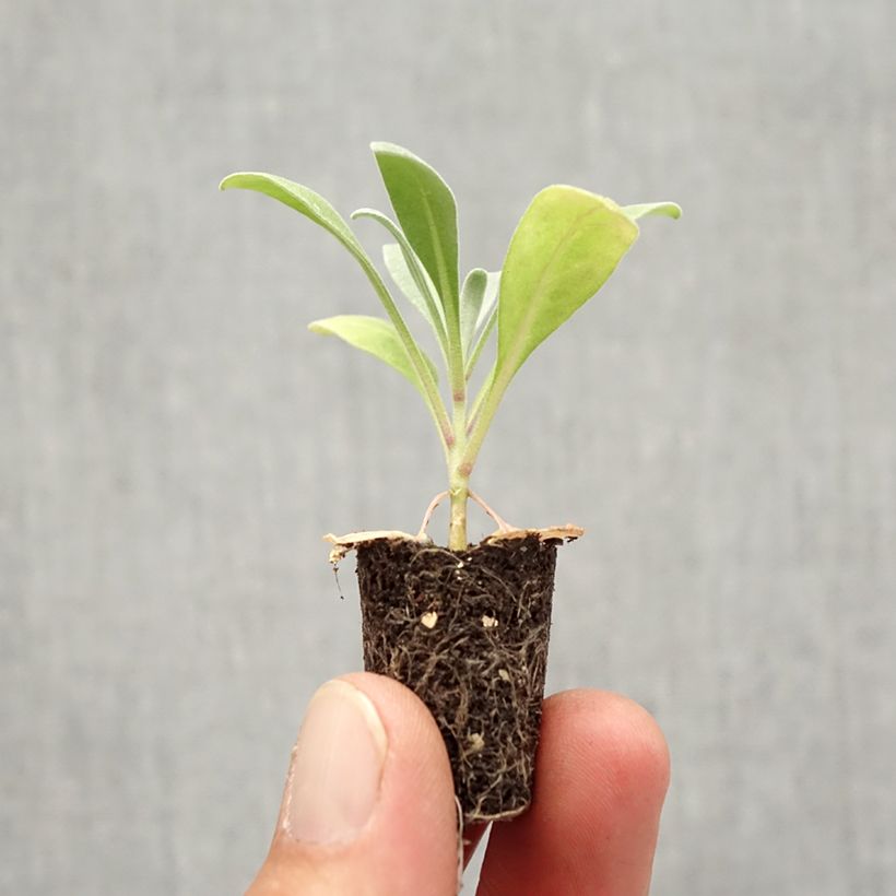 Matthiola incana Heritage Scarlet Plug plant 1.5/2.5 cm sample as delivered in autumn
