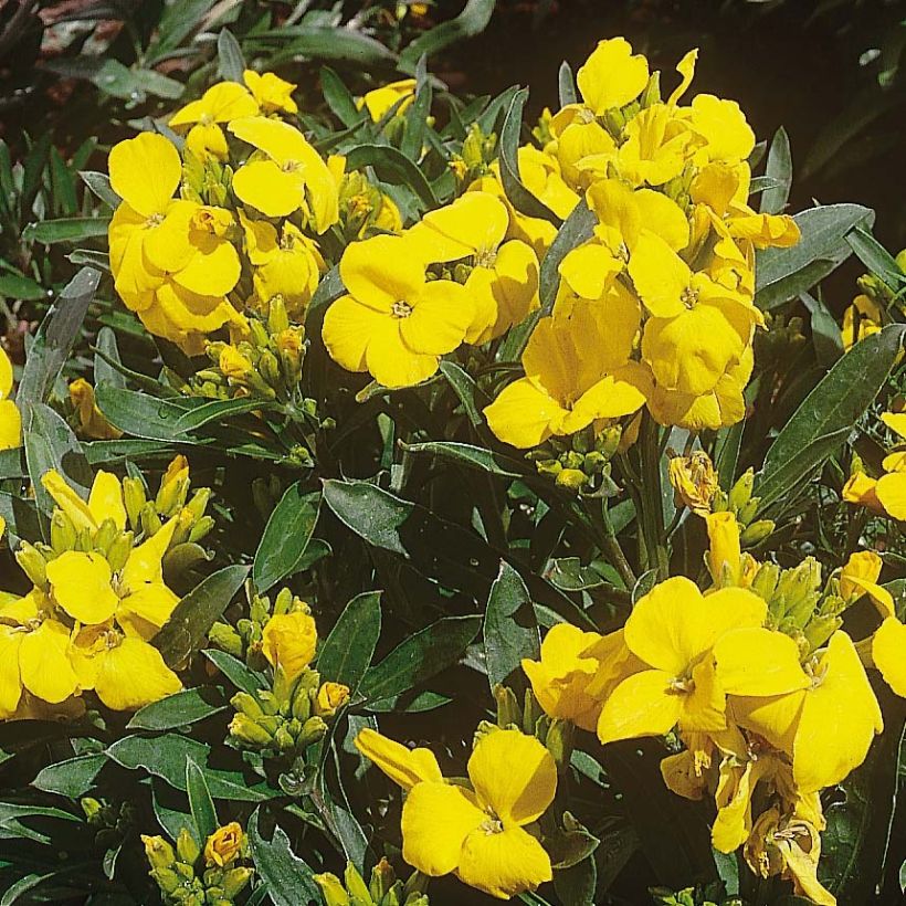 Wallflower Cloth of Gold Mini Plugs - Erysimum cheiri (Flowering)