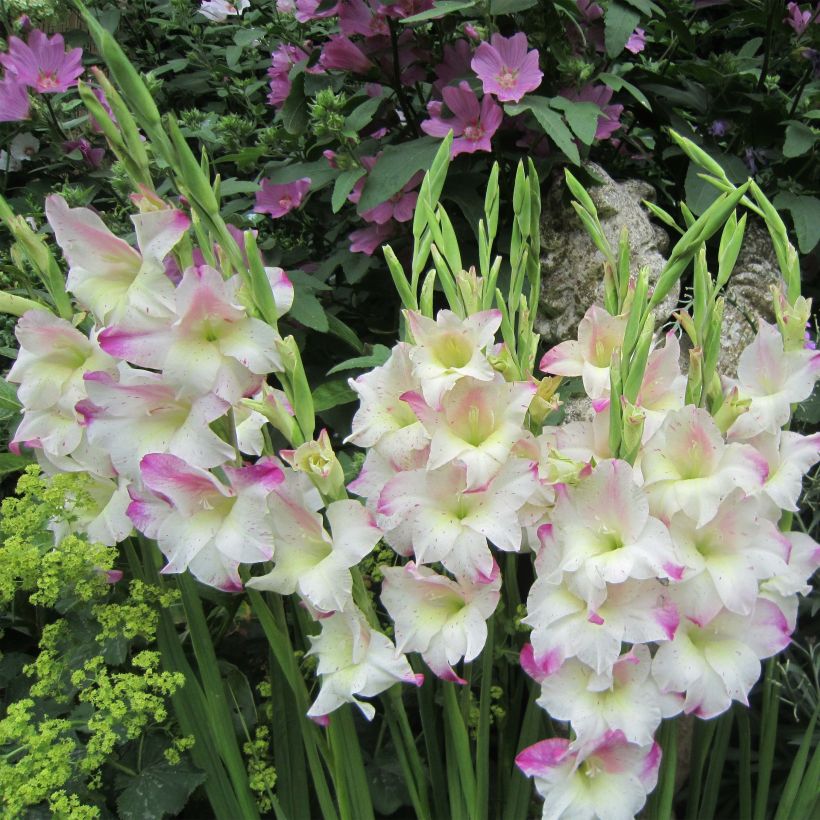 Gladiolus Frozen Sparks - Sword Lily (Plant habit)