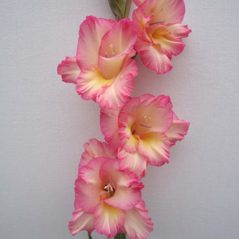 Gladiolus Fragrant Lady - Sword Lily (Flowering)