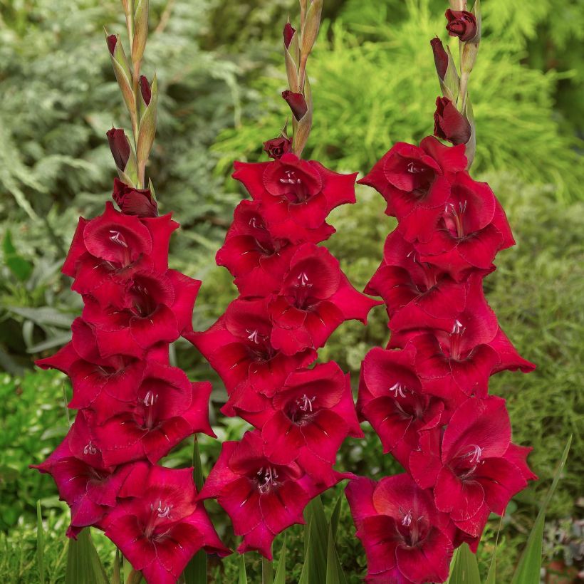Gladiolus Cayenne - Sword Lily (Flowering)