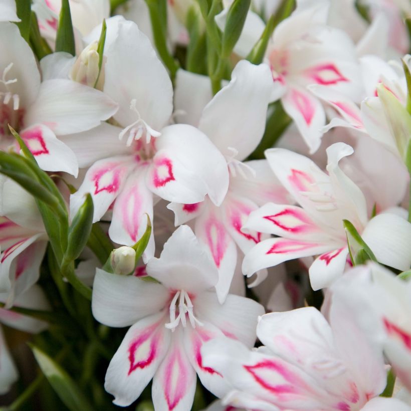Gladiolus Nymph - Sword Lily (Flowering)