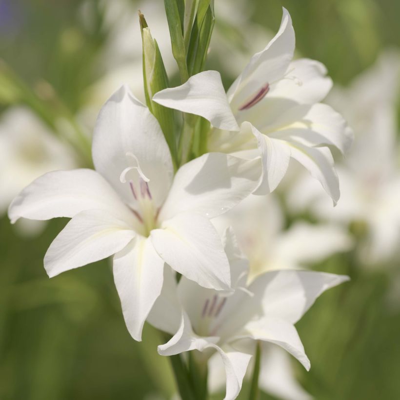 Gladiolus The Bride - Sword Lily (Flowering)