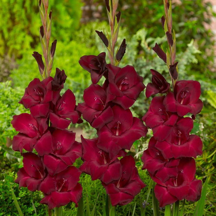 Gladiolus Espresso - Sword Lily (Flowering)