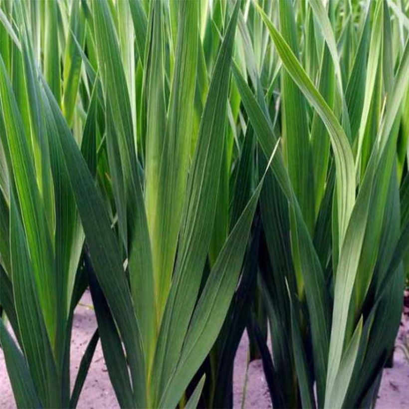 Gladiolus Invitatie - Sword Lily (Foliage)