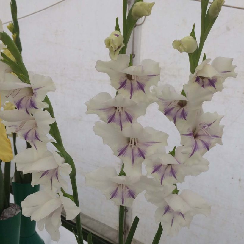 Gladiolus primulinus Angel Kisses - Sword Lily (Flowering)
