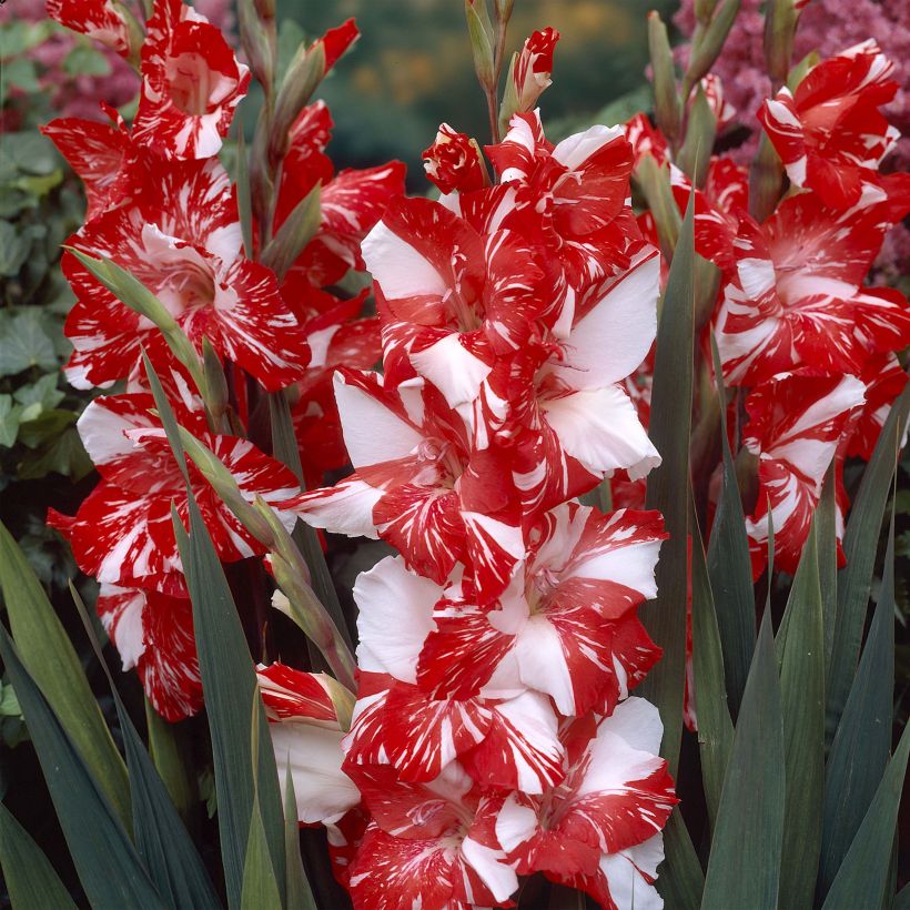 Gladiolus Zizanie - Sword Lily (Flowering)