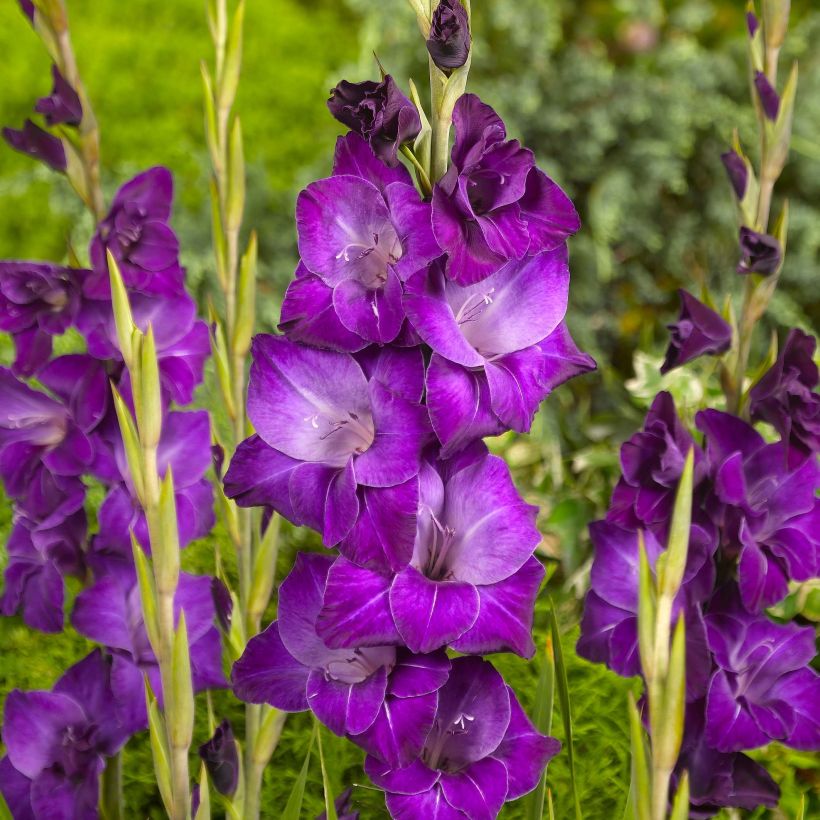 Gladiolus Violetta - Sword Lily (Flowering)