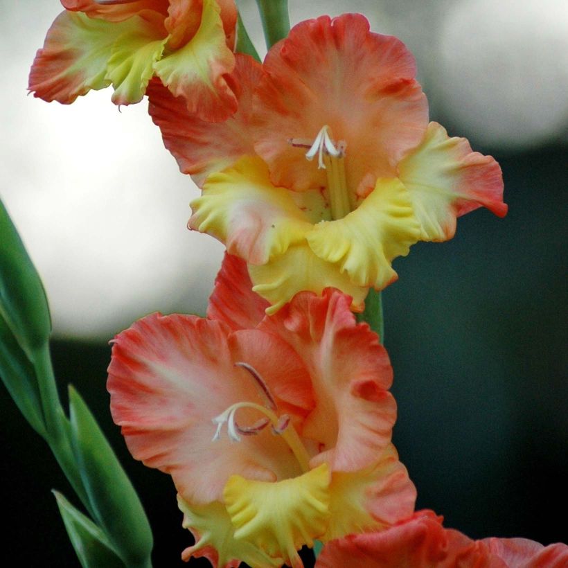 Gladiolus grandiflorus Princess Margaret Rose - Sword Lily (Flowering)