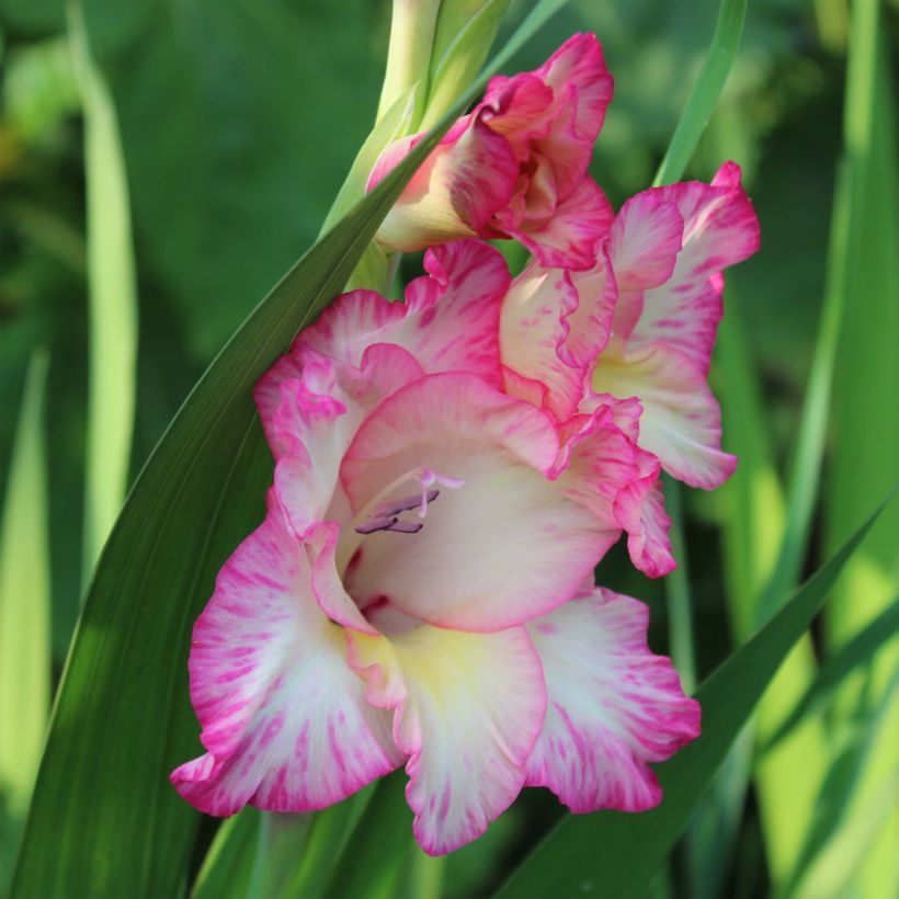 Gladiolus grandiflorus Priscilla - Sword Lily (Flowering)