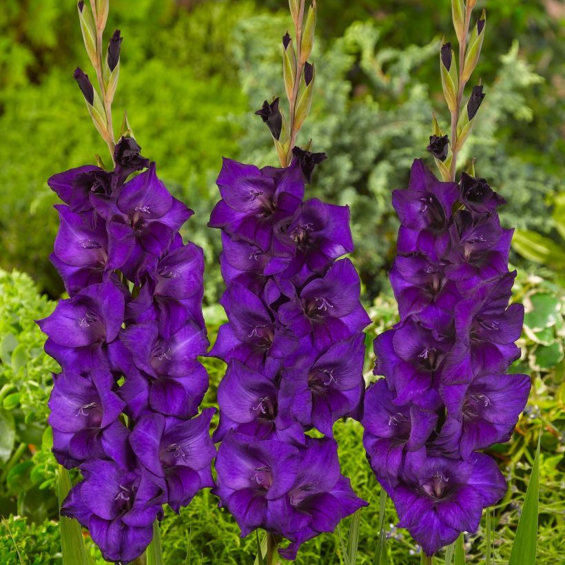 Gladiolus Purple Flora - Sword Lily (Flowering)
