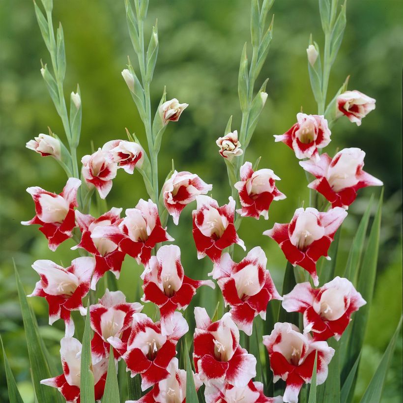 Gladiolus primulinus Bizar - Sword Lily (Flowering)