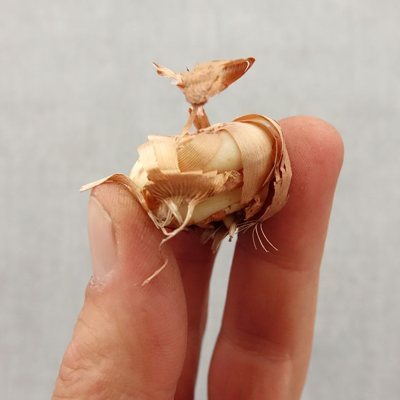 Glaieul ou Gladiolus colvillei Nymph Bulbe sample as delivered in spring