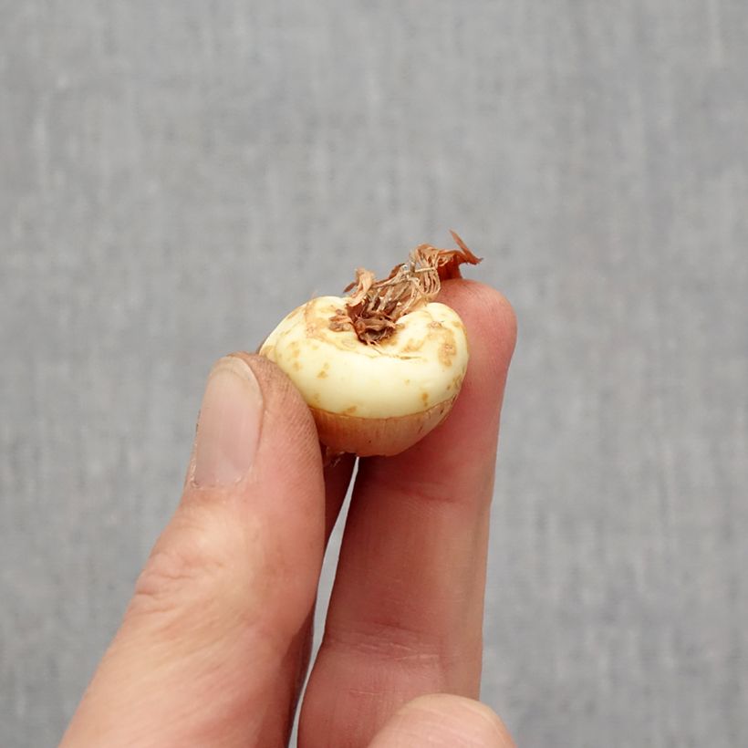 Gladiolus Dusk - Sword Lily Bulb size 14+ sample as delivered in spring