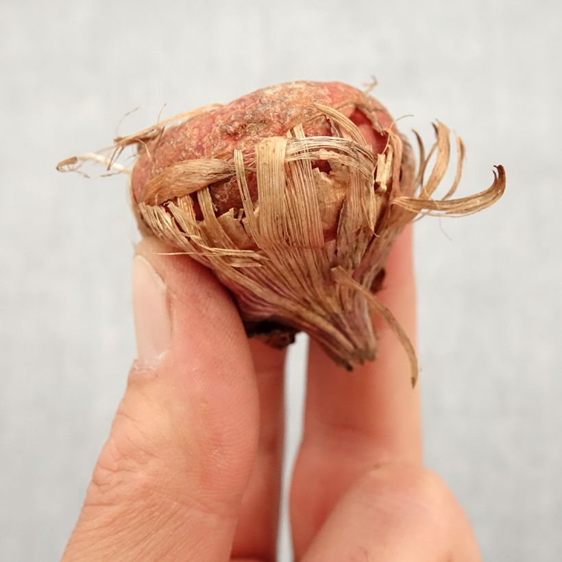 Gladiolus Green Star - Sword Lily Bulb size 14+ sample as delivered in spring
