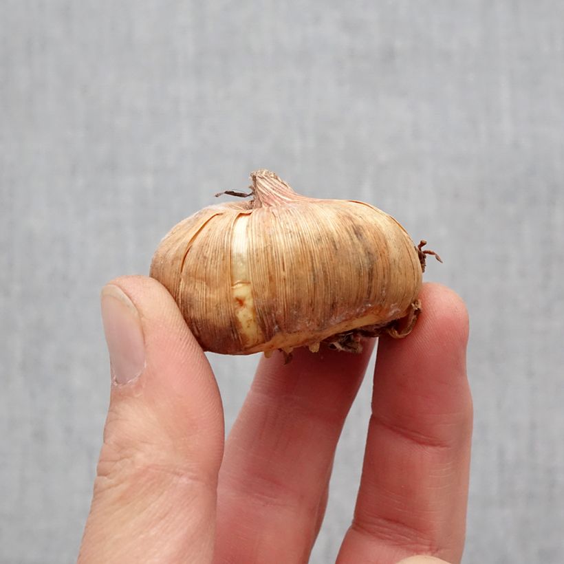 Gladiolus Invitatie - Sword Lily Bulb size 11+ sample as delivered in spring