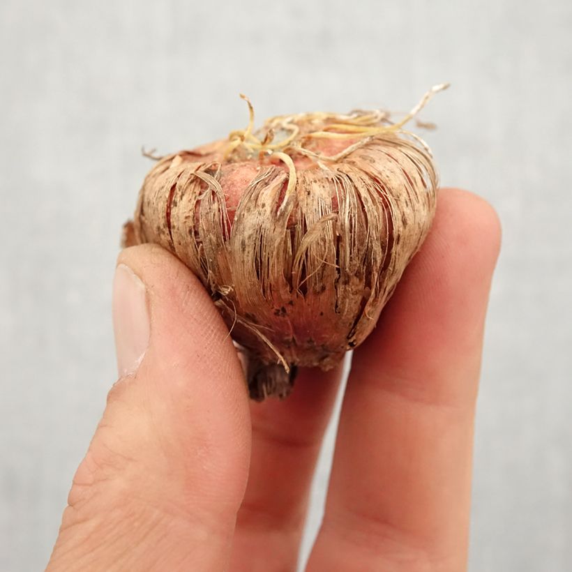 Gladiolus White Prosperity - Sword Lily Bulb size 14+ sample as delivered in spring