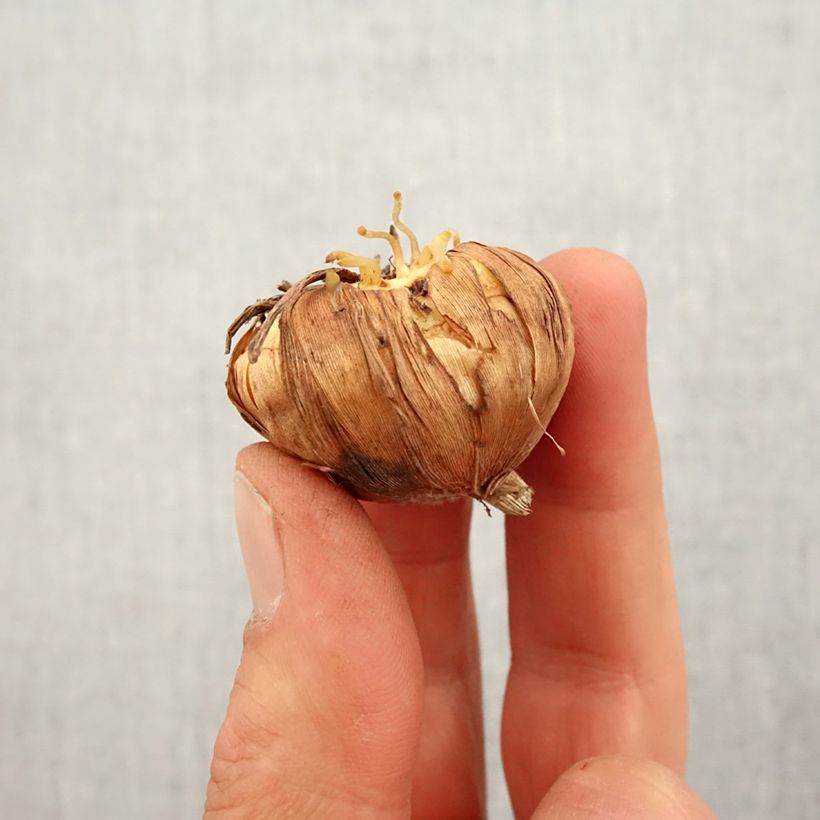 Glaïeul tubergenii Bibi Bulbe sample as delivered in spring