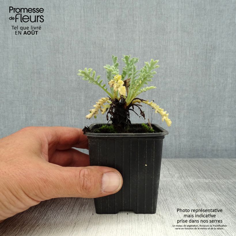 Glaucium flavum - Pavot cornu Godet de 8/9 cm sample as delivered in summer