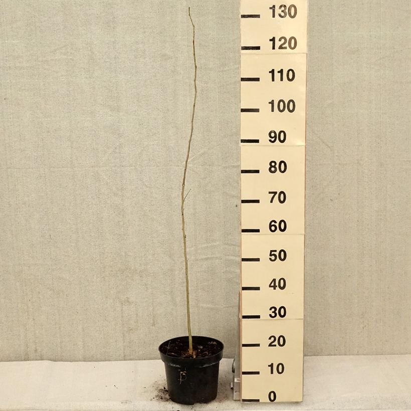 Gleditsia triacanthos - Thornless Honeylocust 4L/5L potShipped height around 100/120cm sample as delivered in spring