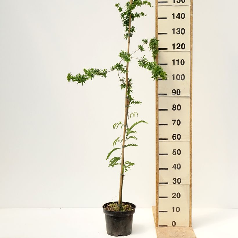Gleditsia triacanthos Goofy - Févier d'Amérique - Pot de 7,5L/10L sample as delivered in spring