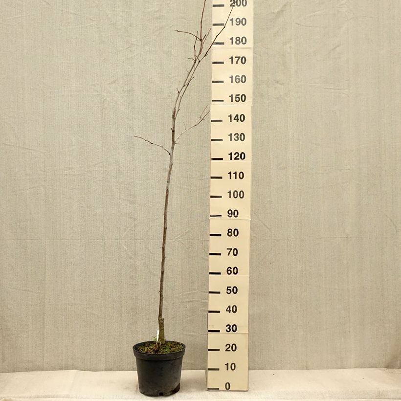 Gleditsia triacanthos Shademaster - F?vier d'Am?rique Pot de 7.5L/10L sample as delivered in autumn