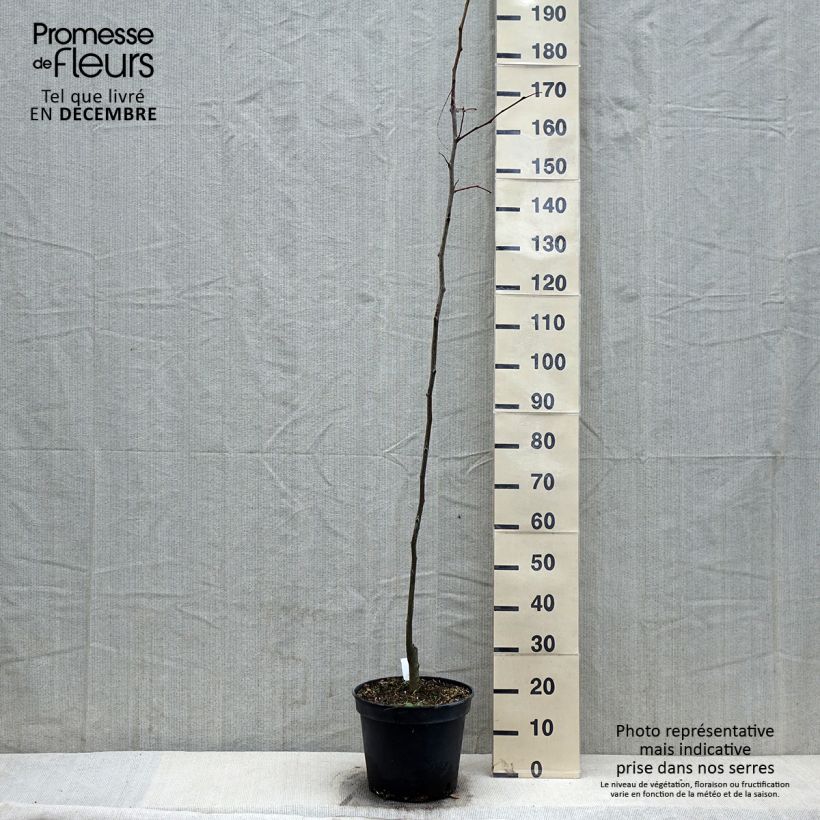 Gleditsia triacanthos Shademaster - F?vier d'Am?rique Pot de 7.5L/10L sample as delivered in winter