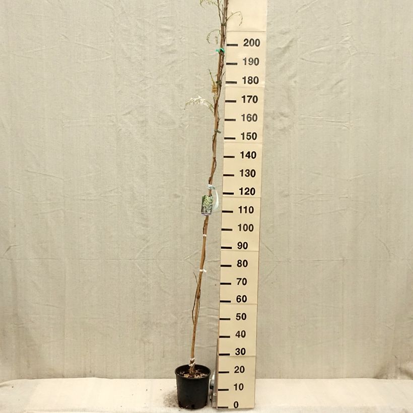 Wisteria sinensis Alba 3L/4L potShipped height around 125/+cm sample as delivered in spring