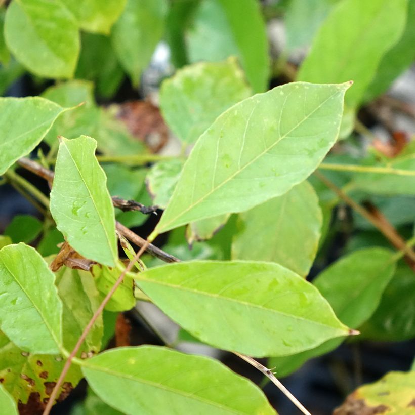 Wisteria sinensis  (Foliage)