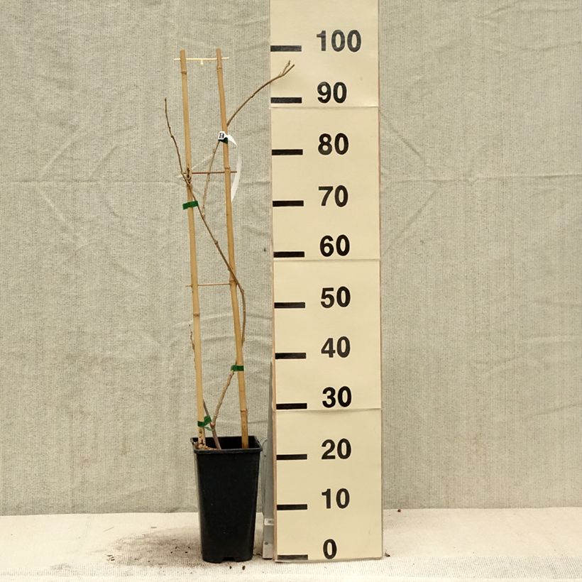 Wisteria sinensis Flore Pleno 3L/4L potShipped height around 80/120cm sample as delivered in spring