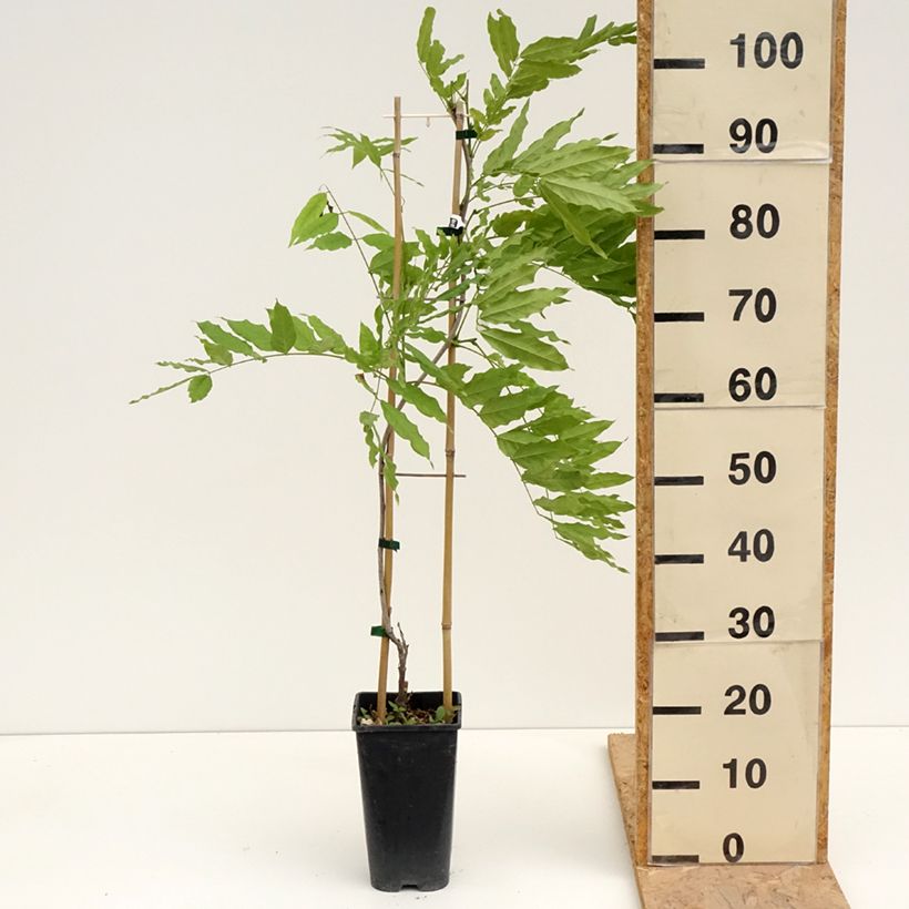 Wisteria x formosa  3L/4L pot sample as delivered in spring