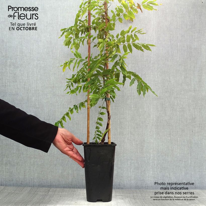 Wisteria floribunda Macrobotrys 2L/3L pot sample as delivered in autumn