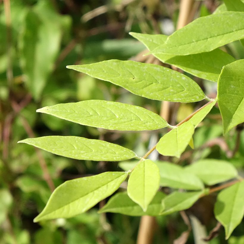 Wisteria frutescens (Foliage)