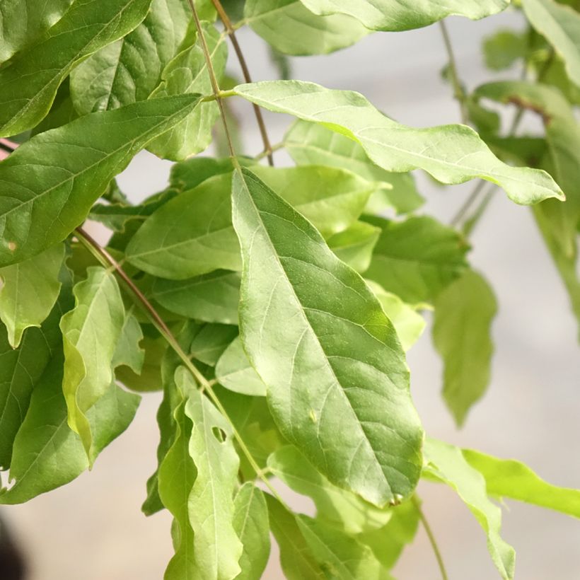 Wisteria floribunda Lipstick (Foliage)