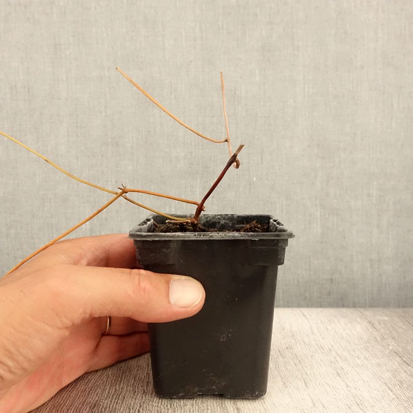 American Groundnut - Apios americana 8/9 cm pot sample as delivered in summer