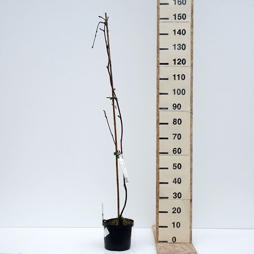 Wisteria brachybotrys White Silk 4L/5L potShipped height around 150/160cm sample as delivered in winter